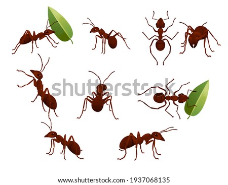 Set of cute brown ant holding a green leaf cartoon bug animal design vector illustration isolated on white background