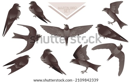 Set of cute black swift sitting and flying on white background cartoon bird animal design