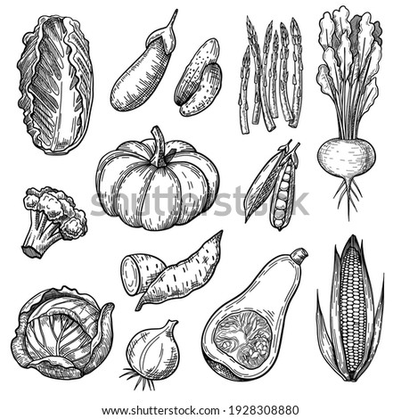 Fresh vegetables sketches set. Hand drawn pumpkin, salad, broccoli, onion, eggplant, cabbage, corn, lettuce, radish. Engraved vector illustration for vegan food, gardening, harvest concept