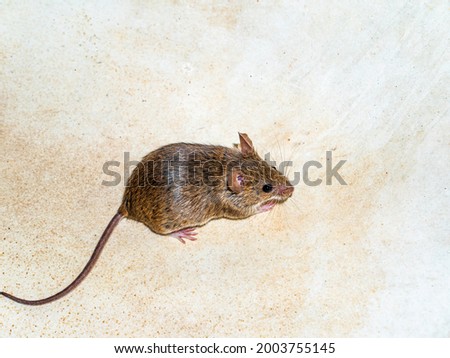 Mus musculus animal rodent mammal mouse. Domestic rodents. Harvest mouse. Animal tail. Mus musculus. Zdjęcia stock © 