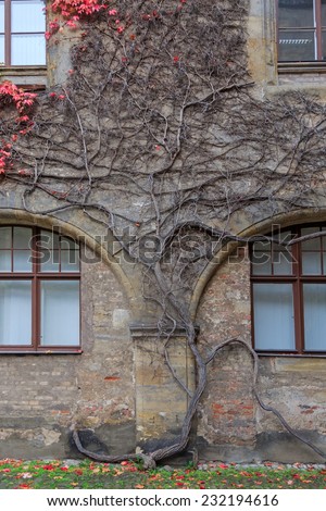 House wall with colorful vines and autumn leaves in Germany