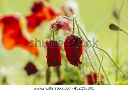 Similar – Image, Stock Photo poppy seed cap