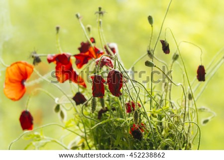 Similar – Image, Stock Photo poppy seed cap