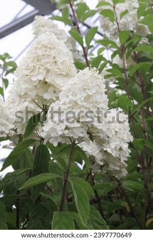 Similar – Image, Stock Photo flower magic Hydrangea