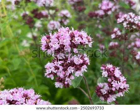 Similar – Image, Stock Photo flowering oregano Oregano