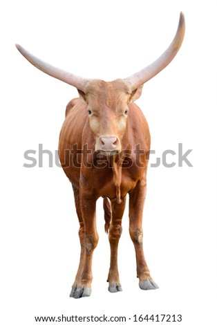 Strong red brown bull ox isolated on white background