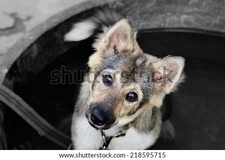 Domestic puppy dog play with water