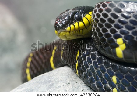 Single colorful black and yellow snake