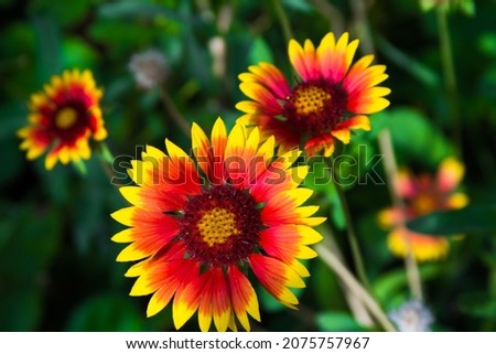 Image, Stock Photo Gaillardia is a genus of North American wildflowers in the sunflower family commonly known as blanketflowers (Cerman Kokardenblumen).  It  made its way to Europe and Australia. This is Gaillardia x grandiflora Burgunder