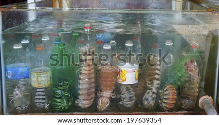 SEMPORNA - JUNE 4: Large mantis shrimp were kept in the aquarium at the restaurant on June 4, 2014 in Semporna Malaysia. Customer can choose the shrimp for the restaurant to cook.