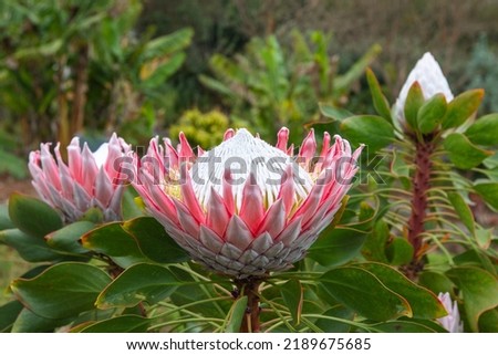 Similar – Image, Stock Photo Protea or King Protea (Protea cynaroides)