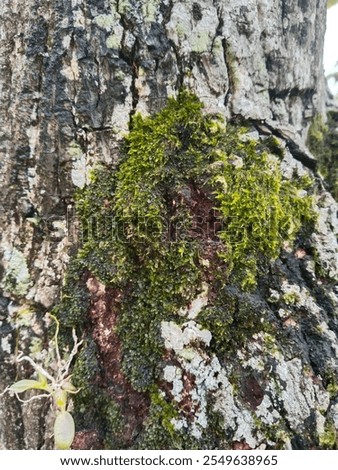 Similar – Foto Bild Aufgesetzte Brennholz Scheite