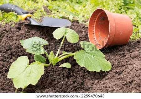 Similar – Image, Stock Photo Zucchini seedlings on a pink garden table, rosemary is in bloom, garden tools are ready for use