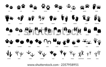 Animals paw prints. Cartoon mammal footprints, black bird foot. Wild animal feet silhouette. Foot paws track tiger, cat and dog trace. Pets trails. Vector set. Walking deer, horse footstep