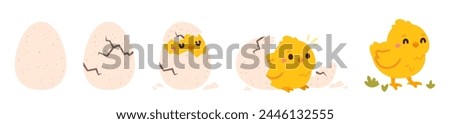 Chicken hatching. Easter cute chick hatched, cracked shell egg. Newborn bird from egg step-by-step process. Domestic hens baby in nest. Farm birds. Vector concept. Happy little character