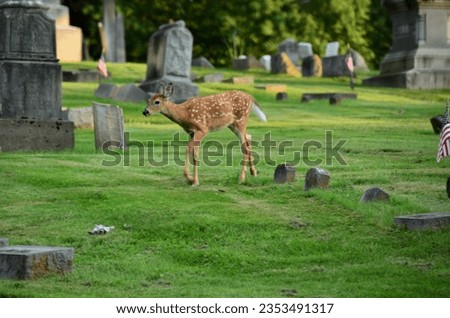 Similar – Image, Stock Photo fawn vienna wildlife