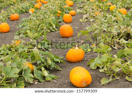 Rows of orange pumpkins on pumpkin patch