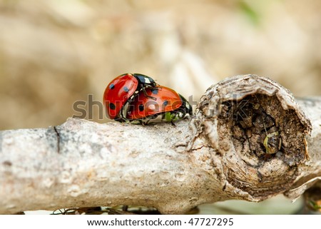 A male and female 7-spot ladybug in cop / mating