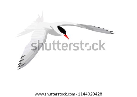 Flying white bird. Common Tern. Sterna hirundo. Vector image.