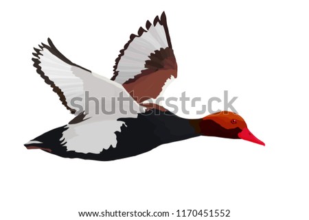 Flying duck. Realistic Vector image. White background. Common Duck: Red crested Pochard. Netta rufina.