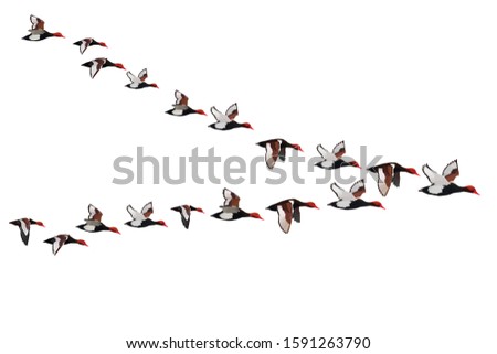 Flying birds. Vector image. White background. V formation. Duck: Red crested Pochard. Netta rufina