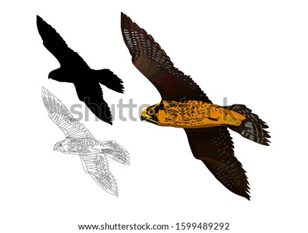 Flying falcon. Vector image. Blue sky background. Peregrine Falcon.