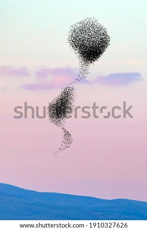 Similar – Image, Stock Photo Flock of starlings and a lone swallow foraging in front of a row of green maple trees, a cornstalk and cloudy skies