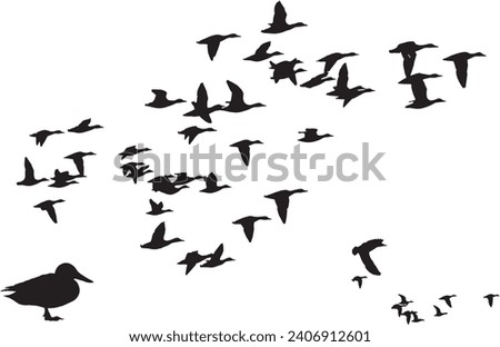 Flying birds. Vector images. White background. 