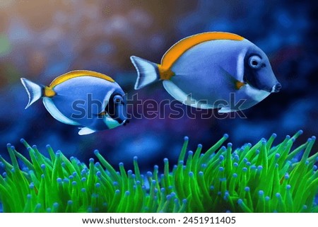 Similar – Image, Stock Photo Exotic fish in a collector’s aquarium