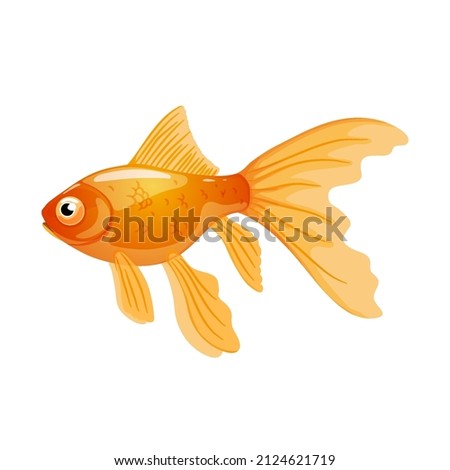 Single goldfish isolated on white background.Vector illustration of aquarium fish in realistic style.