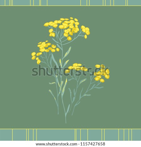 sandless immortelle. Helichrysum arenarium. Medicinal plant. Steppe grass.Botanical illustration. Yellow flowers
