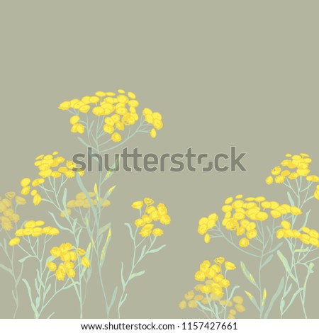 sandless immortelle. Helichrysum arenarium. Medicinal plant. Steppe grass.Botanical illustration. Yellow flowers
