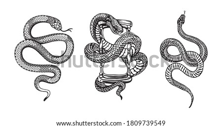 snakes illustrations vector design elements for designers