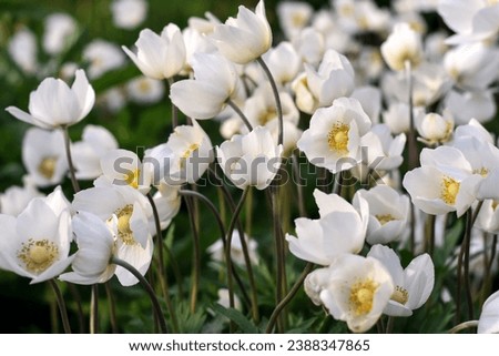 Image, Stock Photo wood anemone Wood anemone