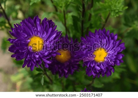 Image, Stock Photo Asters in the rain