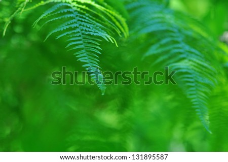Nature - Beauty frond close-up in sunny forest