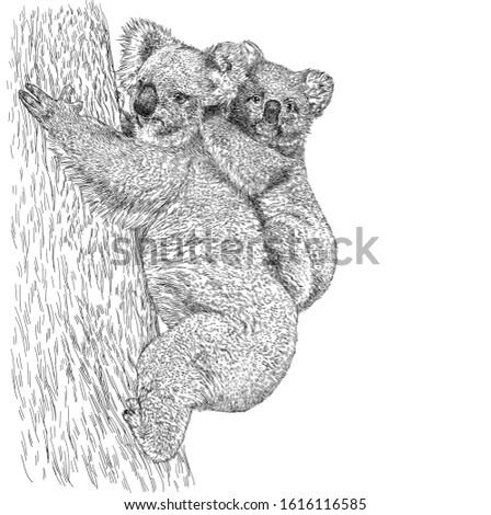 Sketch realistic koala with a baby on tree.  Mother Koala Bear illustration, engraving, ink, line art.