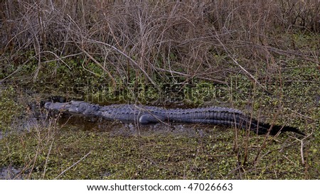 Florida alligator in swamp