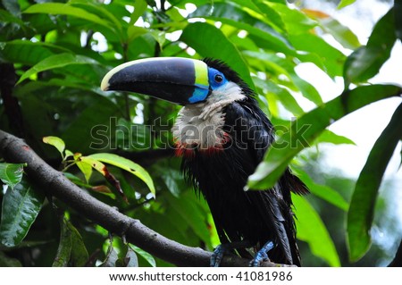 Toucan bird in the amazon jungle sitting on a branch