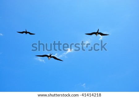 Three Frigate Bird flying in a blue sky Galapagos Islands