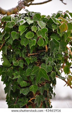 Frozen Wild English Ivy