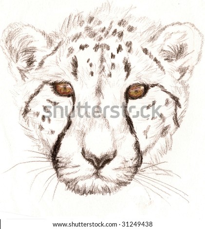 Colored Pencil Sketch of a Cheetah. Done by Ashlee Pearson