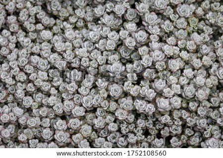 Sedum (spathulifolium 'cape blanco') succulents plants  Stockfoto © 