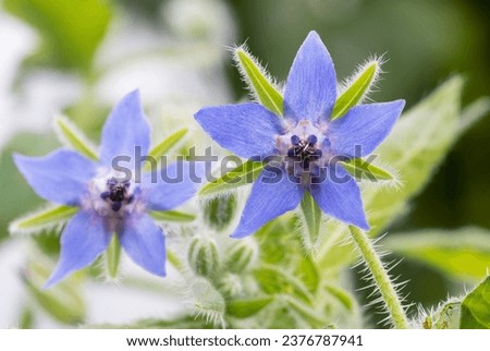 Image, Stock Photo A blue borage (Borago officinalis) involler flower. Next to it others, whose flower is still closed