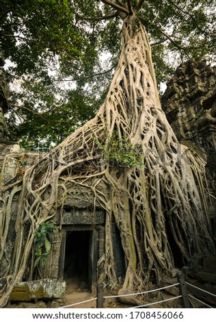 Similar – Foto Bild Baum in Ta Phrom, Angkor Wat, Kambodscha.