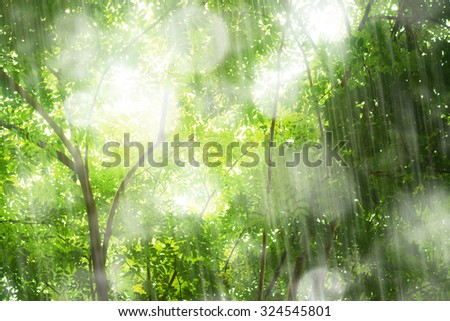 Tropical forest with shower raining in softly sunlight.