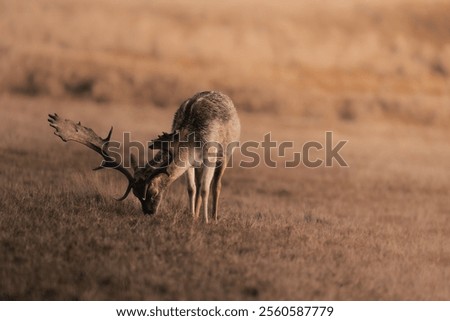 Similar – Image, Stock Photo Wild deer grazing in forest