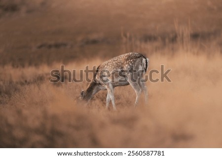 Similar – Image, Stock Photo Wild deer grazing in forest