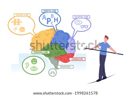 Tiny Male Character Balancing on Rope at Huge Human Brain Anatomy Separated on Colorful Parts Frontal, Parietal, Occipital, Temporal Lobes, Cerebellum, Brainstem. Cartoon People Vector Illustration ストックフォト © 