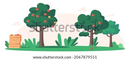 Summer or Autumn Garden with Ripe Apple Trees and Wooden Boxes with Collected Harvest, Scenery Nature Landscape, Fruits Crop in Countryside Orchard. Organic Agriculture Cartoon Vector Illustration